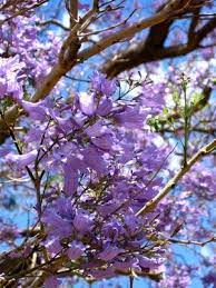 The female catkins can reach just over two inches long with slender and more spaced out flowers. Jacaranda Tree Care Purple Flowering Tree Jacaranda Tree Flowering Trees