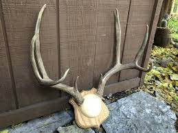 Real Deer Antlers Vintage Wall Mount