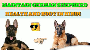How To Take Care German Shepherd In Hindi How To Maintain German Shepherd Health And Body