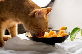 why do cats love cantaloupe farmers