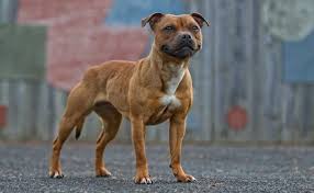 Their sturdy build doesn't weigh them. Staffordshire Bull Terrier Dog Breed Information And Images K9rl