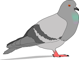 Güvercin gölge ile renkli çizimi | Halka açık vektörler
