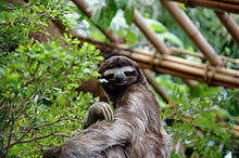 Sloth Wikipedia