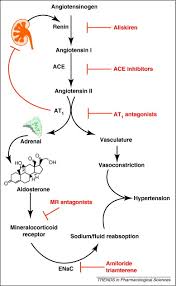 the renin angiotensin aldosterone
