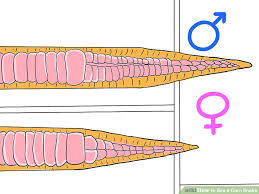 3 Ways To Sex A Corn Snake Wikihow