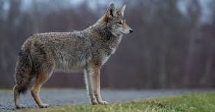 Why do people not eat coyote?