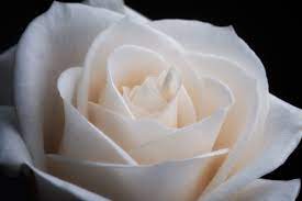 white rose flower free stock