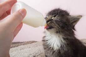 bottle feeding kittens