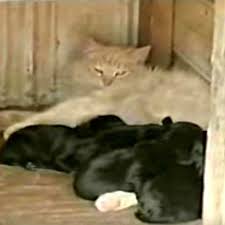 She is left with only one choice, she decides what she must a cat started acting suspiciously when she loses her kittens. Neighbors Get Surprised When Cat Steals Puppies Articlesvally