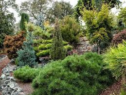 Landscaping With Dwarf Conifers