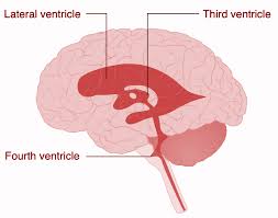 the third ventricle of the brain is