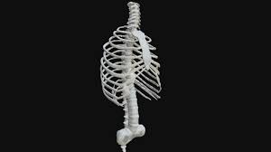 The ribs are attached to the breastbone, which is the. Anatomy Human Spine Torso And Rib Cage Buy Royalty Free 3d Model By Francescomilanese Francescomilanese 9624eb5