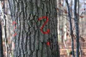 Question Mark In Red Paint On Tree Bark