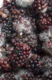 What do moldy blackberries look like?