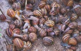 brown garden snails miche pest control