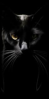 Premium Photo Black Cat With A Black Nose