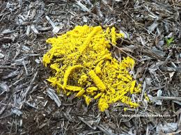 yellow slime mold the dog vomit fungus
