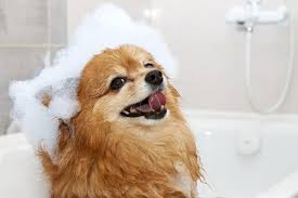 do dogs like baths 4 reasons why dogs