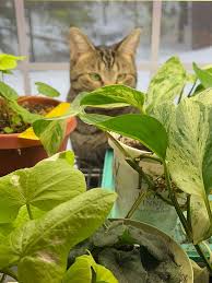 Are Spider Plants Poisonous To Cats