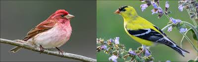 11 Types Of Finches Found In Michigan