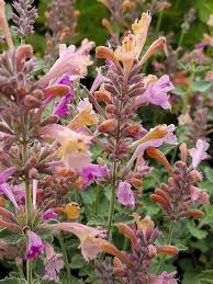 Drought Tolerant Plants For A Wild