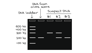 Polymerase Chain Reaction Pcr Article Khan Academy