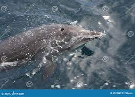 Скорость дельфина стоковое изображение. изображение насчитывающей лето -  32228623
