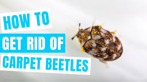 how to get rid of carpet beetles fast
