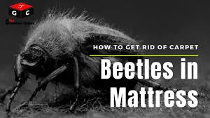 get rid of carpet beetles in mattress