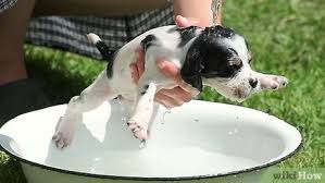 Bathe the puppy in oatmeal shampoo or a mild shampoo, you can use benadryl but it is best to ask a veterinarian how much to use, because a human yes, but dog shampoo is gentler then human shampoo. 3 Ways To Bathe Your Puppy Wikihow Pet
