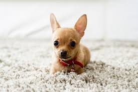 dog licking carpet why is my dog