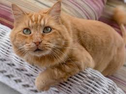 orange maine cat breed info