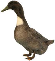 Duck Breeds Guide Photos And Breed Information