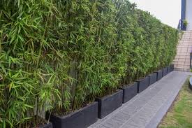Growing Bamboo A Complete Guide For