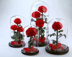 Natural Preserved Real Roses Flower In