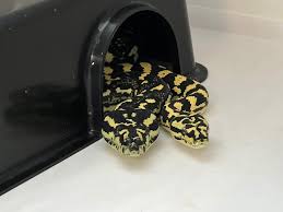 carpet pythons ta snakes