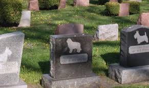 Cómo abrir un negocio de cementerio de mascotas | Guía para el éxito