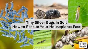 Tiny Silver Bugs In Soil How To