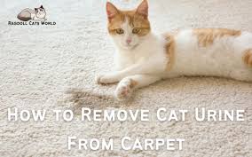 home remedy for cleaning cat urine out