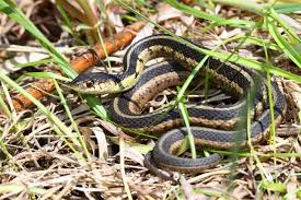 Garter snakes are small bodied serpents living in north america. Tips To Get Rid Of Garter Snakes Without Risking Anything At All Gardenerdy