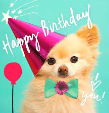 Birthday theme yorkshire terrier puppies on white. Puppy Love Birthday Happy Birthday Birthday Wishes Holiday Birthday