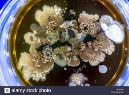 Mold Growing In A Petri Dish Stock Photo 215653020 Alamy