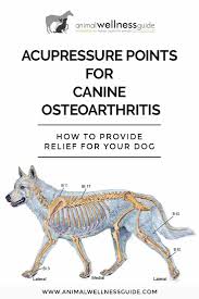 Dog Acupuncture Points Goldenacresdogs Com