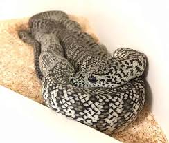 15 cool carpet python morphs with