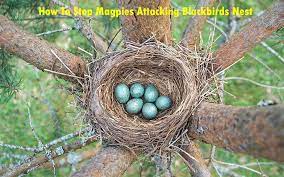 stop magpies ing blackbirds nest