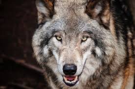 They are usually shy and cautious the most common type of wolf is the gray wolf, or timber wolf. Wolves Fact Sheet Blog Nature Pbs