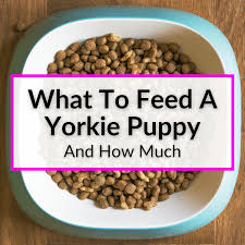 what to feed a yorkie puppy and how much