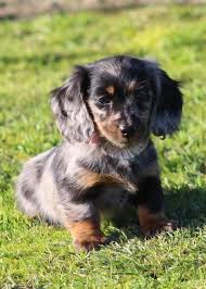 Akc registered miniature dachshund puppies for sale in texas. Laechelon Belgian Shepherds And Miniature Long Haired Dachshunds Dachshund Dog Dapple Dachshund Dachshund Breed