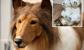 Dog news: Japanese man 'gives up being human to be collie' with eerily  realistic costume | UK | News | Express.co.uk