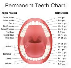 Teeth Names And Permanent Teeth Eruption Chart With Accurate